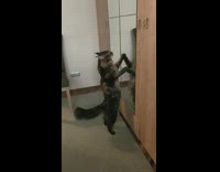 Cat stand wipe paw against mirror reflection