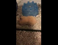 Brown hamster full cheeks glass black cage 