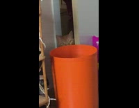 Kitten lick bowl while orange cat hides