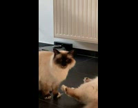 Disgusted Cat Backs Off and Makes Face