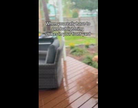 Puppy runs back inside startled by thunder