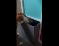Cat opens drawer put head check inside