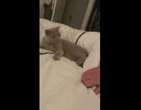 Person petting grey cat on the bed