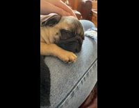 Pug sleeps on womans lap 