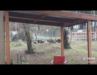 Flock of turkeys fight with each other backyard