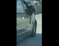 Dog halfway sticking out of passenger window