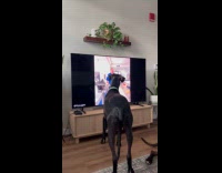 Great Dane loves to watch internet videos