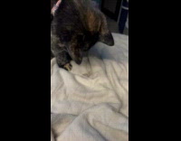 Cat Plays with Lost Moth in Bedroom