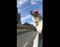 White dog red goggles outside car window