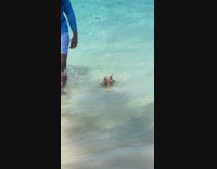 Small pig in water swims towards the beach