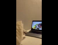 White dog tilt head watch puppy videos