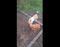 Dog plays with chickens at the backyard Part 2