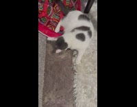 White and gray cat plays with yellow toy