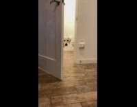 White dog makes music and beats with objects, stapler, box, mirror