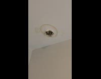 Raccoon asks from treats above ceiling 