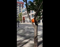 Pumpkin carvings spread throughout plaza trees