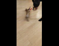 Pet cat clings to the lei necklace and spins on the floor