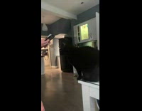 Black cat want attention grab owner phone