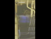 Raccoon on ceiling beams subway station