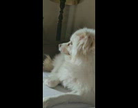 White fluffy dog sits on couch and stares out window