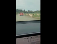 Tesla detecting herd of deer as people
