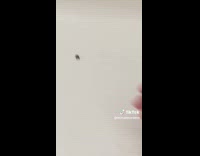 Collab VIBES - Girl catch tiny frog in the bathtub