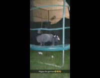 Collab VIBES - Guy does front flip lands on face