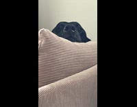 Dog looks confused after meeting new baby