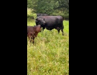 Cow Moos Loudly to Scare Away Lady