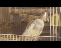 Bird chirping with head inside of bell