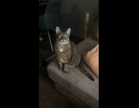 Cat stares with cross eyes 