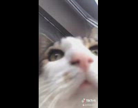 Cat wont stop meowing at six am