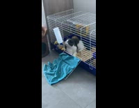 Cat inside of rabbit cage drinking water 