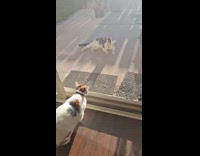 Pet cat angry at neighborhood stray cat 