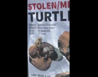 Submitter shows missing turtle named Speedy Gonzalez