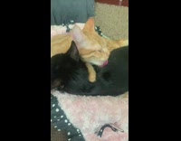 Orange cat hug lick clean black cat