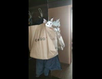 Cat jumps out of brown paper bag 