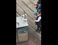 Kids feed noisy seagulls
