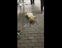 Brown dog lays on its back during walk 