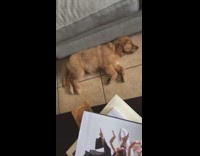 Brown Puppy Runs In Sleep Next to Blue Couch