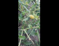 Collab DailyDoseOfInternet - Caterpillar blue and yellow color touched by filmer