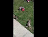 Two cats play with balloon in lawn and pop it
