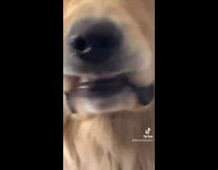 Dog gets lips stuck on teeth