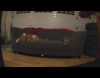 Dog on couch cat knock over camera