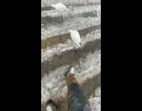 Breaking ice on bird ornaments realistic 