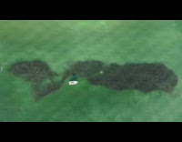 Group of fish shaped like whale drone