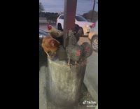 Guy finds four chickens outside of popeyes 