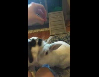 white bunnies eating cranberries from owners hand