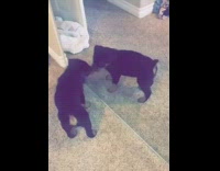 Black brown puppy dog runs into mirror 