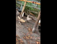 Chicken Gets Hit by Wood and Rope Swing